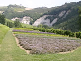 Il Giardino delle Erbe "A. Rinaldi Ceroni"